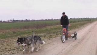 La passion des chiens de traîneau  à roulettes Aube [upl. by Tound]