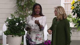 Cottage Farms Everblooming Fragrant Gardenia on QVC [upl. by Angelle]