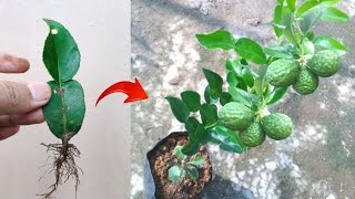 Good skills Growing a graft kaffir lime tree from kaffir lime leaves [upl. by Sillyhp336]