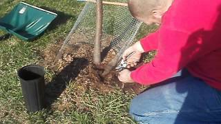 propagation by root cutting  apple or pear [upl. by Ranie]