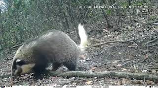 Rare wild animals roam freely in the forests of Hunan [upl. by Anastasio]