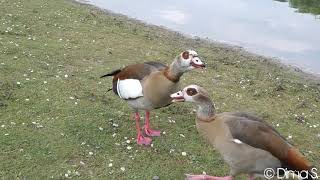 Nilgänse ruf Strandbad Blies Ludwigshafen am Rhein [upl. by Engelhart]