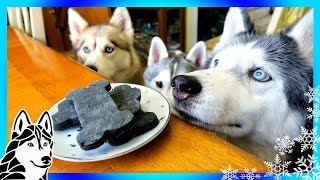 DIY DENTAL DOG TREATS  DIY Dog Treats  Snow Dogs Snacks 64  Dental Chews [upl. by Emia]