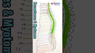 dermatomes amp myotomes  by dr nida ilahi shorts education [upl. by Ilah]