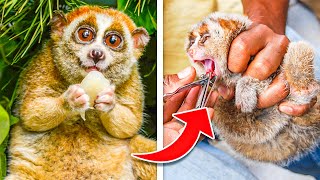 Slow Loris Has CRAZY Facts You Must Know About [upl. by Alyad]