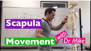 Scapula Movement  Functional Anatomy [upl. by Matthews]