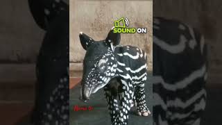 Tapir callanimalsoundmammalsmamatv8542 [upl. by Yatnuahs]