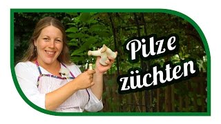 Pilze züchten Kräuterseitlinge 🍄 Speisepilze selbst anbauen [upl. by Utir]