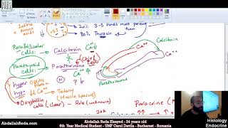 أنسجة الغدة الجار درقية Parathyroid gland histology  عبد الله رضا MD  Rocademia روكاديميا [upl. by Kciredor295]