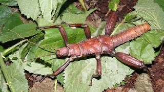 Thorny Devil  Eurycantha Calcarata  Stick Insect [upl. by Oinotla]