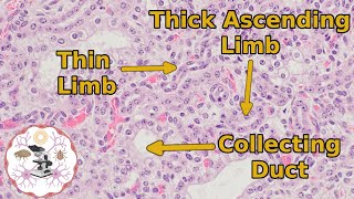 Kidney Histology  The Medulla  Going Out on a Limb [upl. by Keithley422]