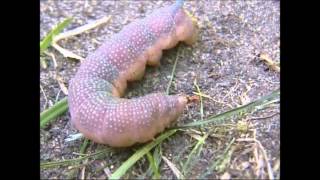 Lime Hawk Moth Mimas tiliae Larva [upl. by Migeon]