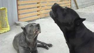 cane corso howling [upl. by Sandor]