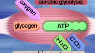 Aerobic System Aerobic glycolysiswmv [upl. by Silma199]