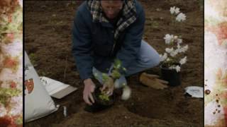 Planting Azaleas [upl. by Anovahs]