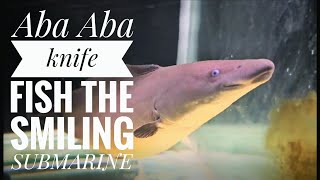 Aba Aba knife fish  Aba aba fish feeding  aba aba fish care  predatorpowerhouse2323 [upl. by Chantalle]