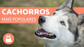 Top 10 RAÇAS DE CACHORROS MAIS POPULARES DO MUNDO [upl. by Acus]