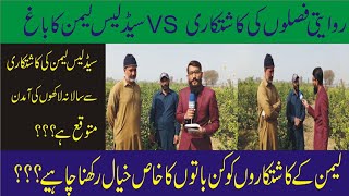 SEEDLESS LEMON 🍋 لیمن FARMING  HOW MUCH PROFITABLE  HOW TO EARN PROFITABLE INCOME [upl. by Asseret]