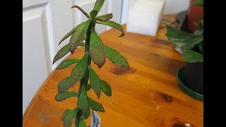 Rooting Pereskiopsis Cactus cuttings in water and planting in pots [upl. by Marna]