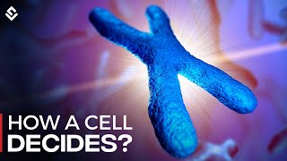 How Cells Decide Between X And Y Chromosomes Explained [upl. by Arlena3]