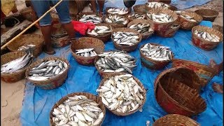 Fising boats and Fish market in Benaulim Beach Goa [upl. by Lozar]