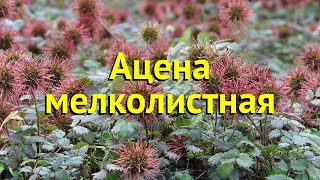 Ацена мелколистная Краткий обзор описание характеристик где купить acaena microphylla [upl. by Rubetta747]