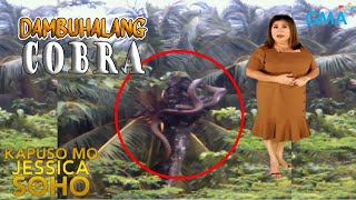 Kapuso Mo Jessica Soho  DAMBUHALANG COBRA NAHULI SA PANGGASINAN  kmjs  kmjs latest episode [upl. by Nnek]