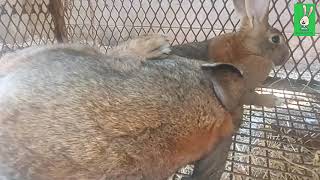 Backyard Rabbit farming Cuniculture breeding mating of rabbits [upl. by Pratte375]