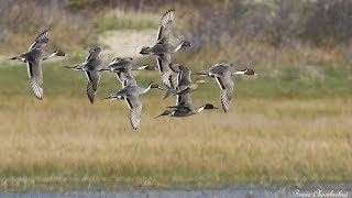 Vol nuptial des canards pilet  Northern Pintail courtship flight [upl. by Patterson]