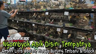 UPDATE STOK BURUNG TERBARU BESERTA HARGANYA  BURUNG OMBYOKAN DI DAPIT LOVEBIRD SIDOARJO [upl. by Ditmore]