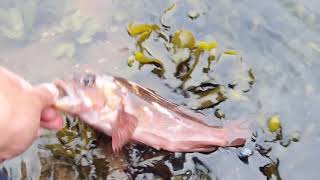 WEIRDEST CATCH ON A LUREFishing Rockfish from shore [upl. by Nohsid]