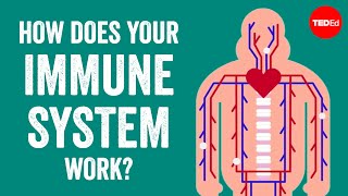 How does your immune system work  Emma Bryce [upl. by Sup]