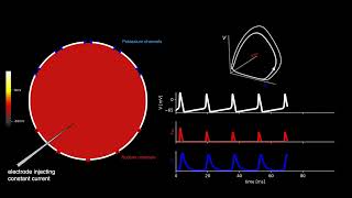 HodgkinHuxley dynamics in a single compartment [upl. by Konyn856]