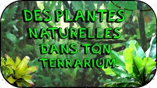 Guide  Terrarium tropical naturel [upl. by Wandie347]