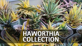 My Full Haworthia Collection Tour [upl. by Gneh]