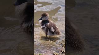 Baby Egyptian goose  Baby Nilgans in Mannheim [upl. by Reivilo338]