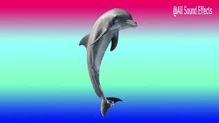 Dolphins Clicking Sound Effect [upl. by Kallman]