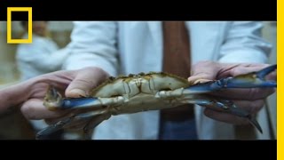 SoftShell Crabs Created On Demand  National Geographic [upl. by Yemar]