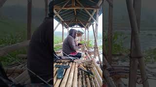 Ikan sagede panto fishing cirata lewatberanda mancingcirataterbaru fyp foryou ikan shorts [upl. by Abagail100]