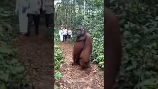 Most Intelligent Animal In The World  Orangutan [upl. by Htims]