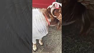 Quality Boer at JD Goat Farm jdgoatfarm goatfarm jdgoatfarm2024 biggestgoatfarm goatfarminindia [upl. by Ecienaj60]