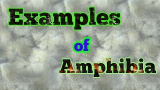 Examples of Amphibians [upl. by Albertina]