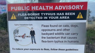 Fleaborne typhus warnings issued throughout Orange County [upl. by Thirza]