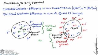 Transmembrane Potential [upl. by Ehtnax]