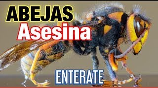 ABEJAS ASESINAS LLEGAN A ESTADOS UNIDOS Y LATINO AMERICAS [upl. by Lauder968]