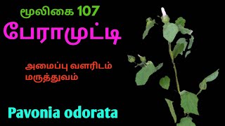 பேராமுட்டி மூலிகைPavonia odorataperamutty herbal plant [upl. by Sharl]