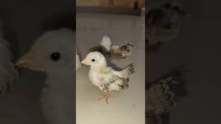 Honey rooster japanese bantom chicks are smallest chick in world [upl. by Nakah]