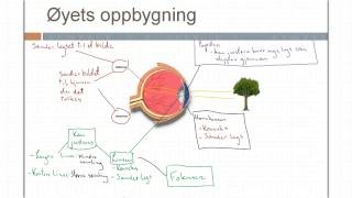 Øyets oppbygning og synssansen [upl. by Ecart]