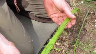 Natural Cordage Stinging nettles Making natural string from nettles [upl. by Ayanal]