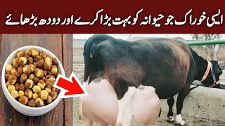 How To Increase Milk and Udder Size of Cows and Buffalos  Doodh Badhane Ka Desi Nuskha  Cow Milk [upl. by Ruelle]